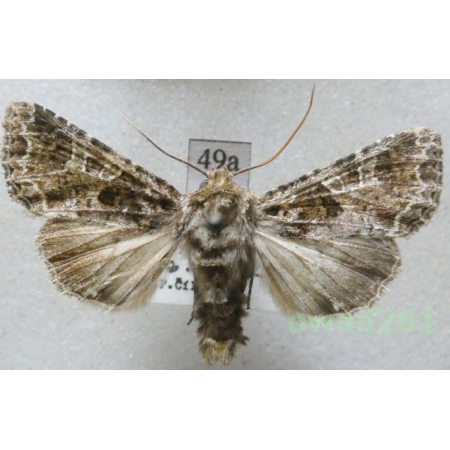 Hadena bicruris (Hufnagel, 1766) Czech49a